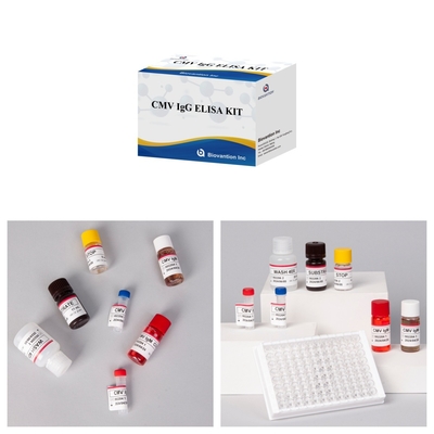 Biovantion CMV 18 Meses Prazo de validade Kit de ensaio de soro e plasma IVD ELISA