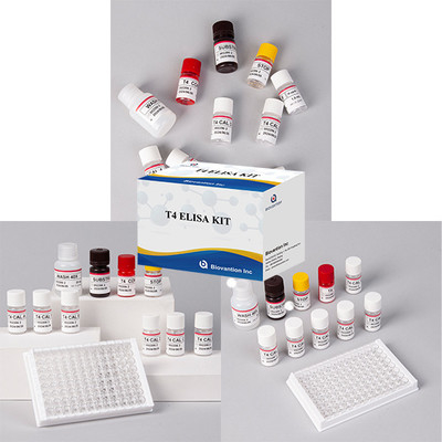 Teste de hormônio tireoidiano T4 Triiodotironina ELISA