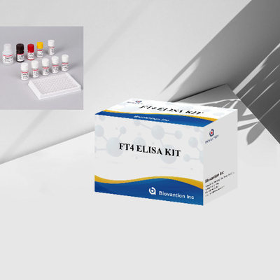 FT4 Kit de ensaio Elisa Kit de Imunoanálise ligado a enzimas livre de tiroxina Teste quantitativo